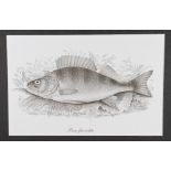 Fishing Prints - set of 6x prints of Coarse and Game fish - all mounted and ready for framing -