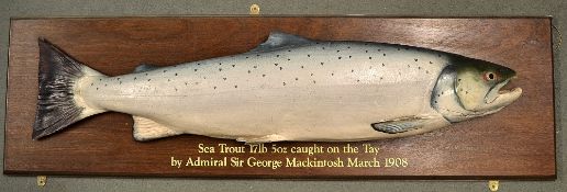 Sea Trout - 1908 plaster cast replica of the original fish caught on The Tay - mounted on board c/