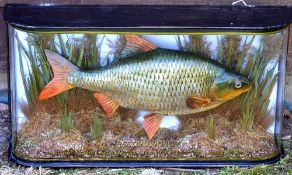 Cast "Record Roach" in period wrap around glass case - with gilt label and inscription "Record