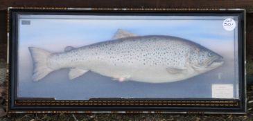 P.D Malloch Perth preserved trout - in the original picture frame c/w original label inscribed "