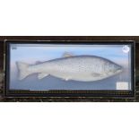 P.D Malloch Perth preserved trout - in the original picture frame c/w original label inscribed "