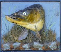 Preserved Large Pike's Head (Irish) - mounted on picture frame back board c/w with hand written