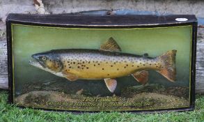 J Cooper & Son preserved trout - glass bow fronted case - c/w makers paper label with 78 Bath Road