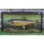 J Cooper & Son preserved trout - glass bow fronted case - c/w makers paper label with 78 Bath Road