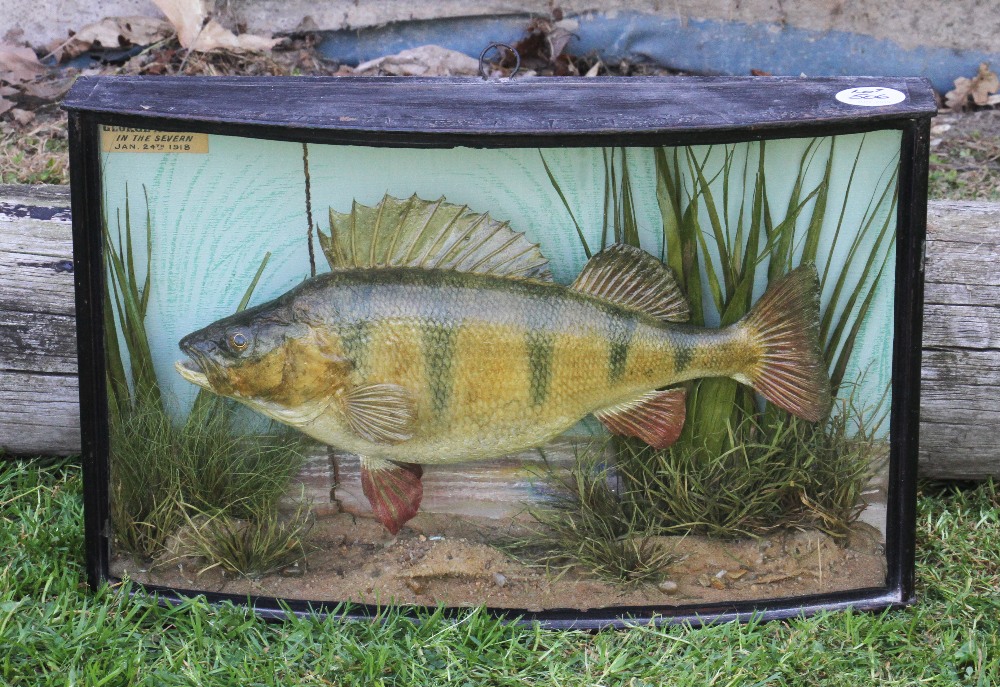 Rare 1918 Preserved Perch by Cooper with scarce "Painted" backdrop glass bow fronted case - paper