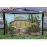 Rare 1918 Preserved Perch by Cooper with scarce "Painted" backdrop glass bow fronted case - paper