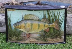 Rare 1918 Preserved Perch by Cooper with scarce "Painted" backdrop glass bow fronted case - paper