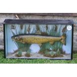 Scarce Army and Navy Co-operative Society Ltd preserved Brown Trout - in makers flat front glass