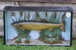 Scarce Army and Navy Co-operative Society Ltd preserved Brown Trout - in makers flat front glass