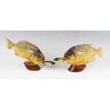 2x Preserved Piranha fish smoking devons - mounted on wooden plynths c/w devons - overall 6"h x 9"l