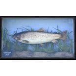 Preserved "Britford Trout" - in the original flat fronted glass case with half glass side panels