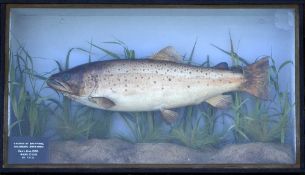 Preserved "Britford Trout" - in the original flat fronted glass case with half glass side panels