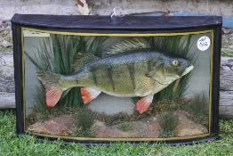 Fine Homer (Attributable) preserved Perch - in glass bow front case - with a white plaque to the top