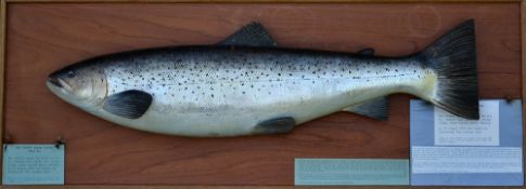 1939 Carved Wooden Sea Trout weight 19lbs 8oz - mounted on board c/w typed out details telling the