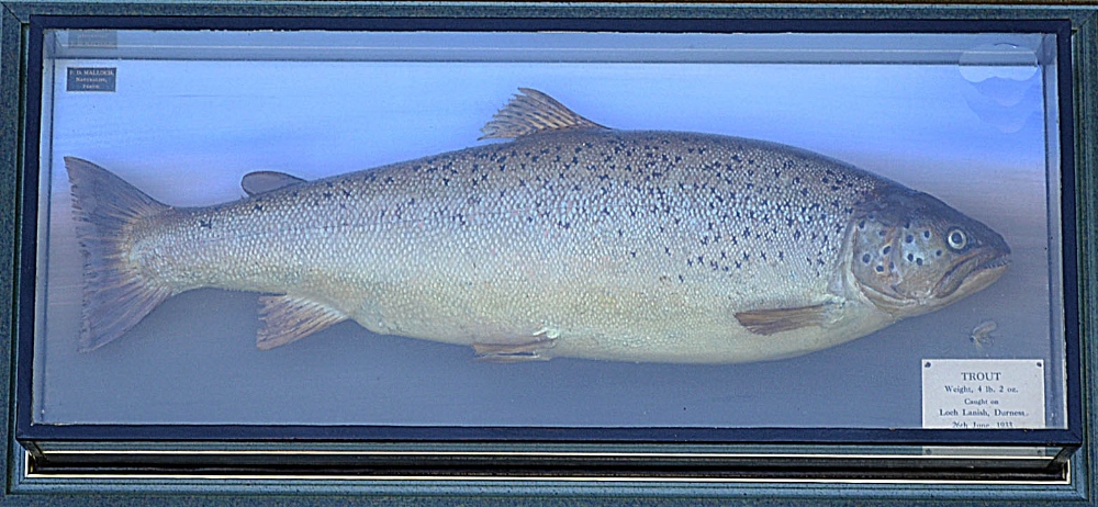 P.D Malloch Perth preserved trout - in the original picture frame c/w original label inscribed "