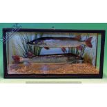 Taxidermy – Cased Fish - Jack Pike two examples in a squared case with natural reed setting,