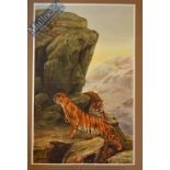 India – In Fancied Security Coloured Lithograph c.1905 depicting Indian Tigers after a painting by