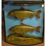 Taxidermy – Cased Fish – Pair of Common Carp well presented in natural setting within a bow
