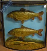 Taxidermy – Cased Fish – Pair of Common Carp well presented in natural setting within a bow