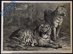 India – Royal Game Large Original Engraving 1876 originally drawn by B. Goddard (George Bouverie