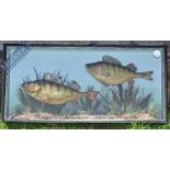 Taxidermy – Cased Fish – Pair of Perch finely presented in natural setting, within squared case ‘