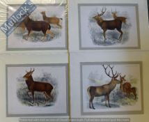 Hand Coloured Lithographs - From Philip “Book of Anteloges” circa 1900 40 x 36cm mounted (4)