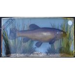 Taxidermy – Cased Fish – Tench finely presented in natural setting within bow fronted case, by