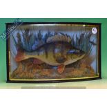 Taxidermy – Cased Fish – Perch in bow fronted case within a natural reed setting, measures