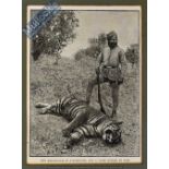 India – The Maharajah of Tikumgurh and a Tiger Killed by him original lithograph 1898 measures