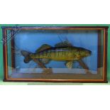 Taxidermy – Cased Fish – Zander skin mounted, within squared case, measures 78x42x20cm approx.