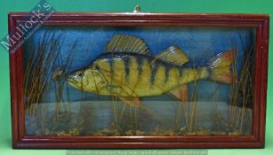 Taxidermy – Cased Fish – Perch with natural reed setting, in square case measures 62x33x10cm approx.