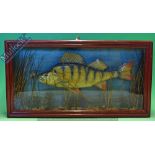 Taxidermy – Cased Fish – Perch with natural reed setting, in square case measures 62x33x10cm approx.