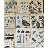 Natural History - Collection of Engraved plates featuring Birds, Animals, Flowers, Insects, Fish