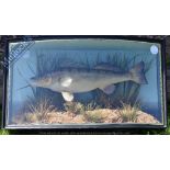 Taxidermy – Cased Fish – Zander finely presented in natural setting within bow fronted case, by