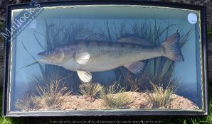 Taxidermy – Cased Fish – Zander finely presented in natural setting within bow fronted case, by