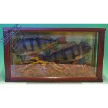 Taxidermy – Cased Fish – Pair of Perch well presented, skin mount, within squared case with