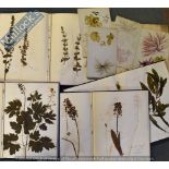 Pressed Dry Flowers in 8x Albums Circa 1939-1943 a mixed array contained within leather folders,