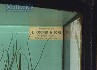 J Cooper & Sons 78 Bath Road Hounslow Middx preserved Roach dated 1936- with pale green back board - - Image 2 of 2