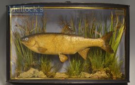 Early J Cooper & Sons 28 Radnor Street preserved Dace dated 1899 - mounted in glass bow fronted case