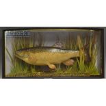 J Cooper & Sons 28 Radnor Street preserved Chub dated 1930 - mounted in glass bow fronted case
