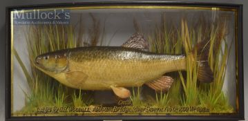 J Cooper & Sons 28 Radnor Street preserved Chub dated 1930 - mounted in glass bow fronted case