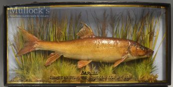 Early J Cooper & Sons 28 Radnor Street preserved Barbel dated 1904 - mounted in glass bow fronted