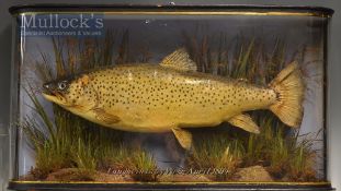 Early J Cooper & Sons 28 Radnor Street preserved Trout dated 1894 - mounted in glass wrap around