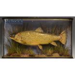 Early J Cooper & Sons 28 Radnor Street preserved Trout dated 1894 - mounted in glass wrap around