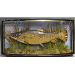 Early J Cooper & Sons 28 Radnor Street preserved Thames Trout dated 1908 - mounted in glass bow