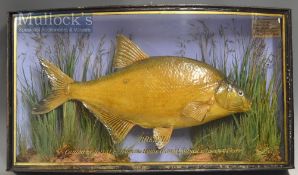 Early J Cooper & Sons 28 Radnor Street preserved Bream dated 1908 - mounted in glass bow fronted