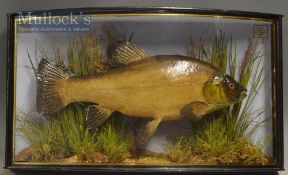 Early J Cooper & Sons 28 Radnor Street preserved Tench dated 1907 - mounted in glass bow fronted
