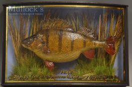 Early J Cooper & Sons 28 Radnor Street preserved perch dated 1887 - mounted in glass bow fronted