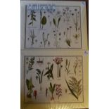 Collection of Coloured Prints of Flowers/Plants – circa 1944 – mounted ready to frame, measures