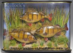 Early J Cooper & Sons 28 Radnor Street multiple case of three preserved Perch dated 1887 - mounted